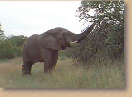 Elephant eating